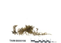 藏品(疣柄美喙苔)的圖片